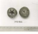 Click for 1 image(s) for this accession. FRUIT